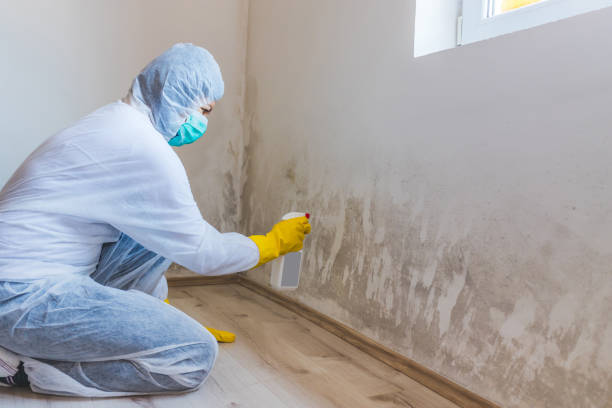 Mold Remediation specialist working in Braintree