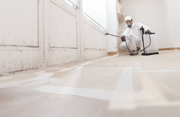 Black mold remediation team in Braintree